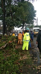 Anggota Satlantas Polres Cimahi menangani pohon tumbang di Lembang